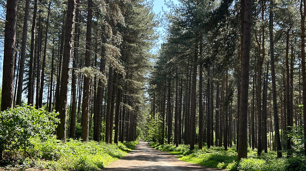 mindful walking