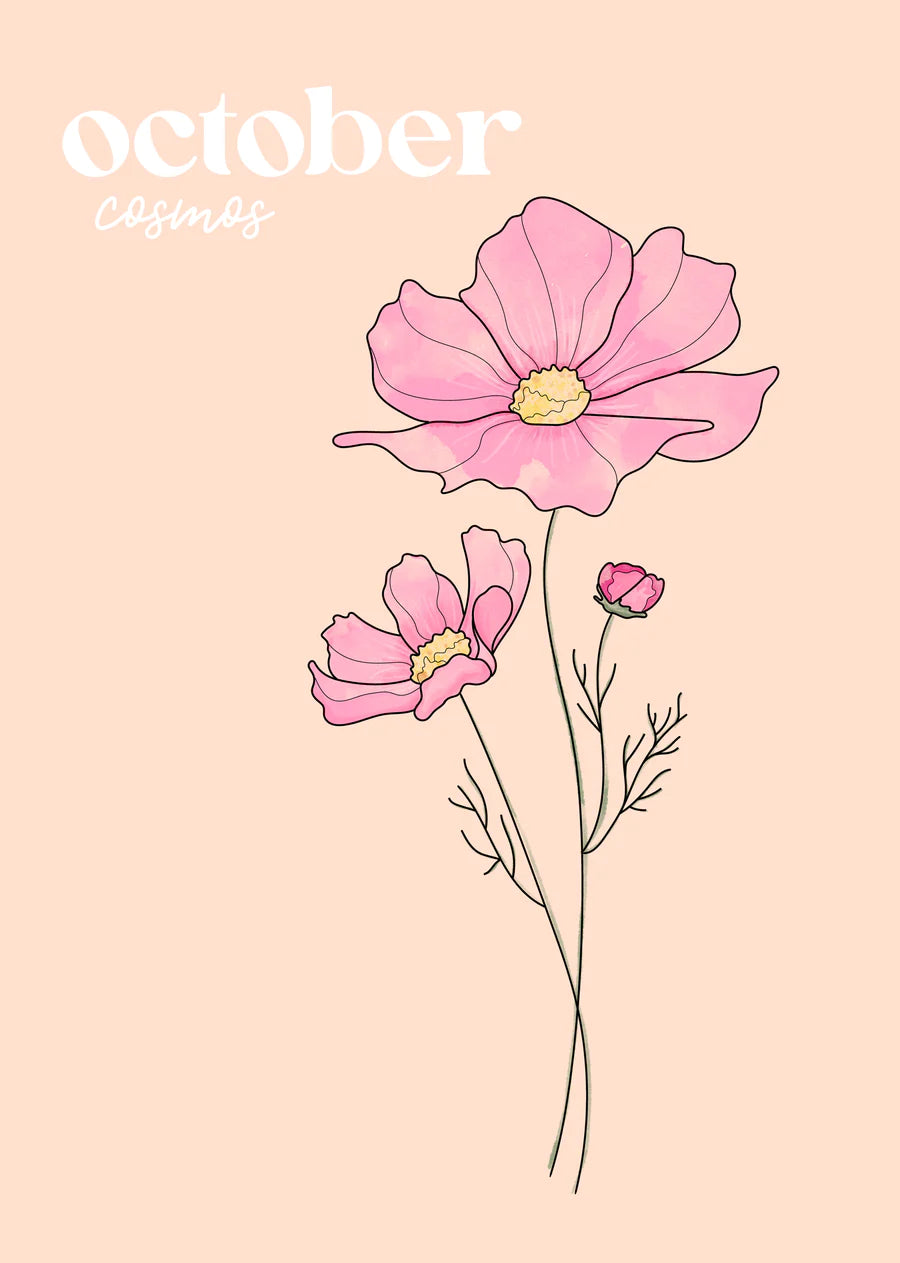 october cosmos flower